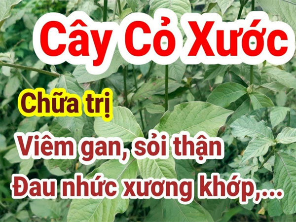 Cây cỏ xước chữa đau lưng