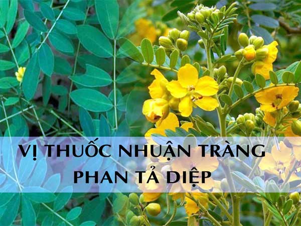 Phan Tả Diệp chữa táo bón