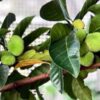 Quả chay xanh có ăn được không