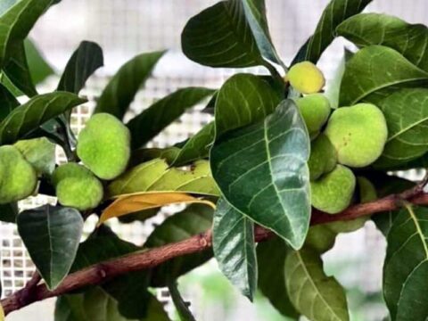 Quả chay xanh có ăn được không