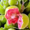 Quả chay miền Nam gọi là gì