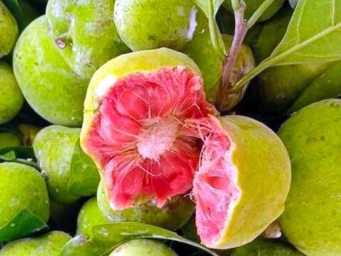 Quả chay miền Nam gọi là gì